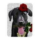Suche nach schwarze rose magnete Blume