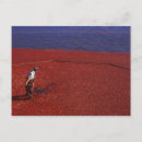 Recherche de rob cartes postales Tomber