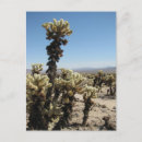 Recherche de cholla Californie