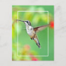 Suche nach bunter kolibri postkarten Vögel