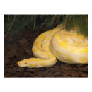 Recherche de albinos posters Python