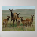 Recherche de elfe photographie Wapiti