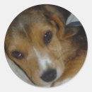 Recherche de de chiot de beagle autocollants Amusant