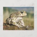 Recherche de crapaud cartes postales Herpétologie
