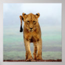 Suche nach weibliches tier poster Katzen