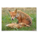 Recherche de renards posters Fox