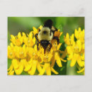 Recherche de abeilles cartes postales Fleur sauvage