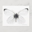 Recherche de veines cartes postales Noir et blanc