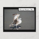 Recherche de mouette cartes postales Plages