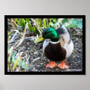 Suche nach männliche ente poster Vögel