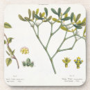 Suche nach mistelzweig untersetzer Botanisch