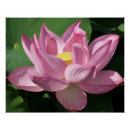 Recherche de lotus posters Nénuphar