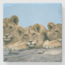 Suche nach cube untersetzer Getränke