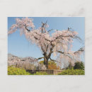 Suche nach kirschbaum postkarten Quelle