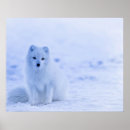 Suche nach arctic fox poster Schnee