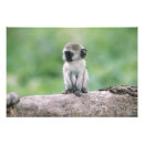 Recherche de singes mignons posters Primate