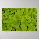 Recherche de feuillu posters Plante