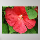 Suche nach hibiskus poster Hibisken blume