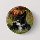 Recherche de border collie badges Se coucher