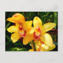 Suche nach exotische orchideen postkarten Blume