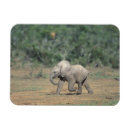 Recherche de comportement magnets Parc