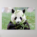 Recherche de panda géant posters Kawaii