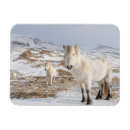 Suche nach isländische magnete Pony
