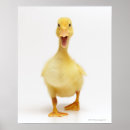 Recherche de canard jaune posters Nature