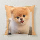 Suche nach spitz kissen Hund