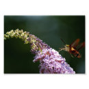 Recherche de mite photographie Nature