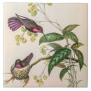 Suche nach nest fliesen Kolibri