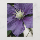 Suche nach clematis postkarten Natur