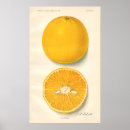 Recherche de orange posters Antique