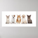 Recherche de chatons posters Chien