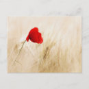 Recherche de pavots rouges cartes postales Fleur