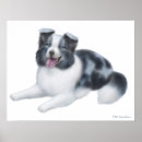 Suche nach collie poster Blau