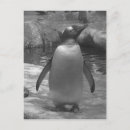 Recherche de mignon de pingouin Drôle