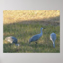 Suche nach crânes poster Natur