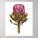Suche nach protea blume poster Farbig