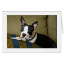 Recherche de chiot de terrier de boston Chiots