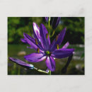 Suche nach gemeinsam postkarten Blume