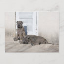 Recherche de shar pei chinois cartes postales Animal