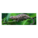 Recherche de caméléon art Nature