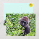 Suche nach gorillas postkarten Primat