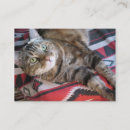 Recherche de aceos cartes visite Chat