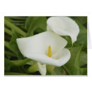 Recherche de zantedeschia blanc Beauté