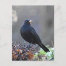 Suche nach schwarze federn postkarten Vögel