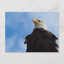 Suche nach beuten postkarten Adler