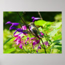 Recherche de archilochus posters Nature