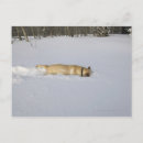 Recherche de chien neige cartes postales Température froide